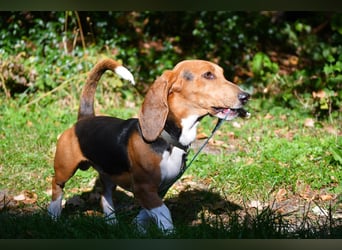 Vianney, ein zauberhafter reinrassiger Basset Artesien Normand Rüden sucht ein neues Zuhause.