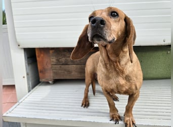 Verdiana: und schon wieder eine kleine Hunde-Omi...