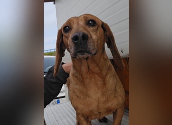 Verdiana: Körbchen für Hunde-Omi gesucht