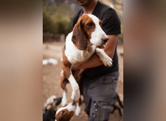Basset-Mix Dame Nada ❤️ fröhlich, verspielt + verschmust
