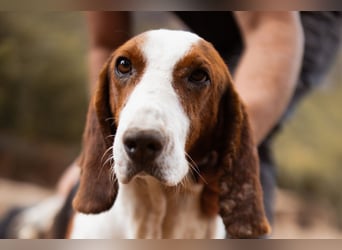 Basset-Mix Dame Nada ❤️ fröhlich, verspielt + verschmust