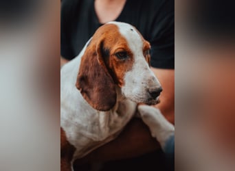 Basset-Mix Dame Nada ❤️ fröhlich, verspielt + verschmust