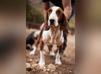 Basset-Mix Dame Nada ❤️ fröhlich, verspielt + verschmust