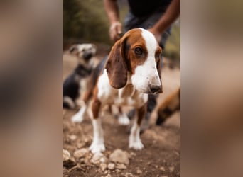 Basset-Mix Dame Nada ❤️ fröhlich, verspielt + verschmust