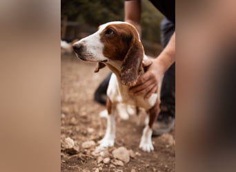 Basset-Mix Dame Nada ❤️ fröhlich, verspielt + verschmust