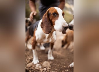 Basset-Mix Dame Nada ❤️ fröhlich, verspielt + verschmust
