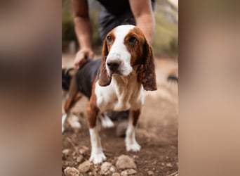 Basset-Mix Dame Nada ❤️ fröhlich, verspielt + verschmust