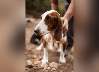 Basset-Mix Dame Nada ❤️ fröhlich, verspielt + verschmust