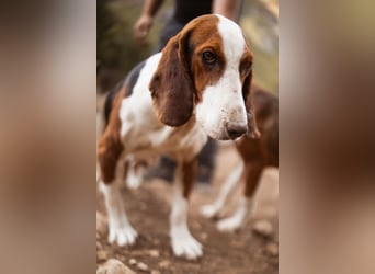 Basset-Mix Dame Nada ❤️ fröhlich, verspielt + verschmust