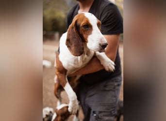 Basset-Mix Dame Nada ❤️ fröhlich, verspielt + verschmust