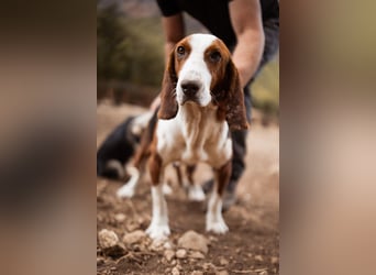 Basset-Mix Dame Nada ❤️ fröhlich, verspielt + verschmust