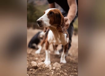 Basset-Mix Dame Nada ❤️ fröhlich, verspielt + verschmust