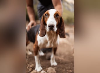 Basset-Mix Dame Nada ❤️ fröhlich, verspielt + verschmust