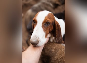 Basset-Mix Dame Nada ❤️ fröhlich, verspielt + verschmust