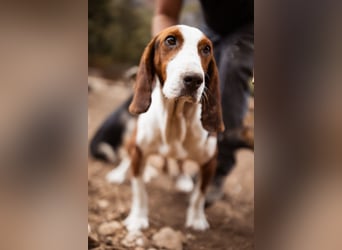 Basset-Mix Dame Nada ❤️ fröhlich, verspielt + verschmust