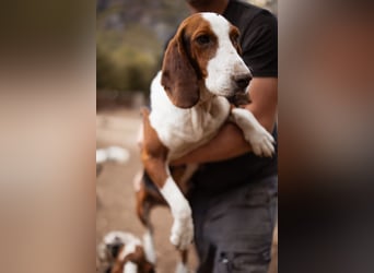 Basset-Mix Dame Nada ❤️ fröhlich, verspielt + verschmust