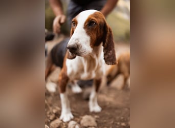 Basset-Mix Dame Nada ❤️ fröhlich, verspielt + verschmust