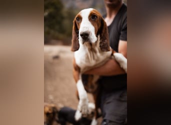 Basset-Mix Dame Nada ❤️ fröhlich, verspielt + verschmust