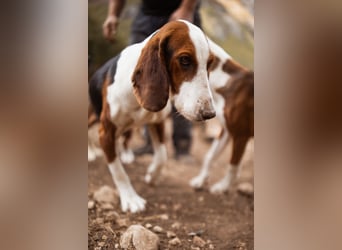 Basset-Mix Dame Nada ❤️ fröhlich, verspielt + verschmust