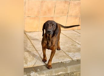 NUBIA-liebenswürdig, sanft, freundlich, höflich, unaufgeregt fehlt nur noch ein  liebevolles Zuhause