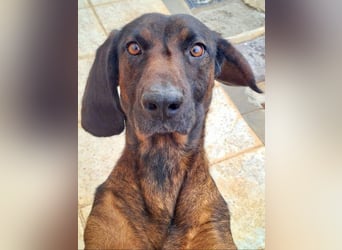 NUBIA-liebenswürdig, sanft, freundlich, höflich, unaufgeregt fehlt nur noch ein  liebevolles Zuhause