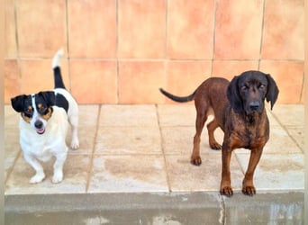 NUBIA-liebenswürdig, sanft, freundlich, höflich, unaufgeregt fehlt nur noch ein  liebevolles Zuhause