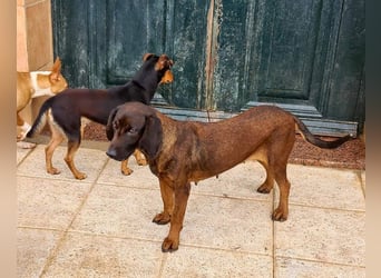 NUBIA-liebenswürdig, sanft, freundlich, höflich, unaufgeregt fehlt nur noch ein  liebevolles Zuhause