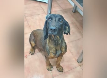 NUBIA-liebenswürdig, sanft, freundlich, höflich, unaufgeregt fehlt nur noch ein  liebevolles Zuhause