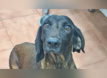 NUBIA-liebenswürdig, sanft, freundlich, höflich, unaufgeregt fehlt nur noch ein  liebevolles Zuhause