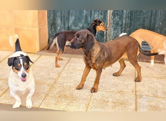 NUBIA-liebenswürdig, sanft, freundlich, höflich, unaufgeregt fehlt nur noch ein  liebevolles Zuhause