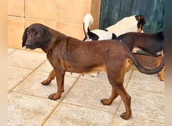 NUBIA-liebenswürdig, sanft, freundlich, höflich, unaufgeregt fehlt nur noch ein  liebevolles Zuhause