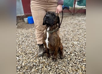 VESNA ca. 8 J. BGS-mix- Seelenhündin sucht Geborgenheit