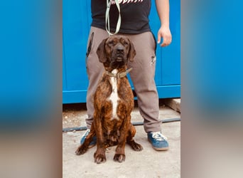 VESNA ca. 8 J. BGS-mix- Seelenhündin sucht Geborgenheit