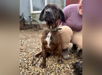 VESNA ca. 8 J. BGS-mix- Seelenhündin sucht Geborgenheit