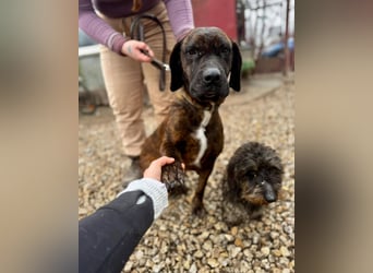 VESNA ca. 8 J. BGS-mix- Seelenhündin sucht Geborgenheit