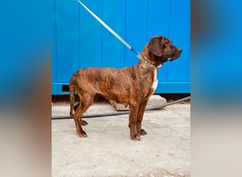 VESNA ca. 8 J. BGS-mix- Seelenhündin sucht Geborgenheit