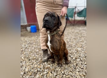 VESNA ca. 8 J. BGS-mix- Seelenhündin sucht Geborgenheit