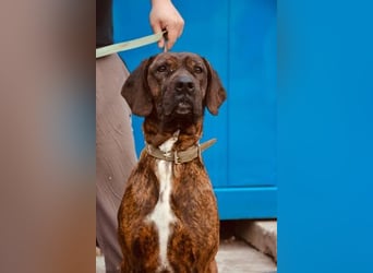 VESNA ca. 8 J. BGS-mix- Seelenhündin sucht Geborgenheit