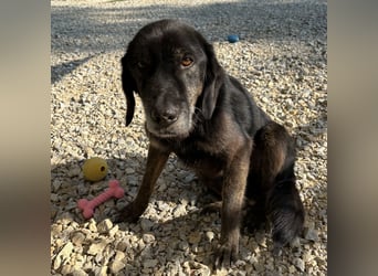 Momo braucht ein liebevolles Zuhause