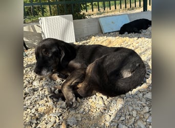 Momo braucht ein liebevolles Zuhause