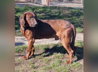 Gentleman Mexi ist bereit für seine Familie