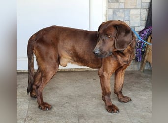 Gentleman Mexi ist bereit für seine Familie