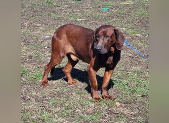 Gentleman Mexi ist bereit für seine Familie