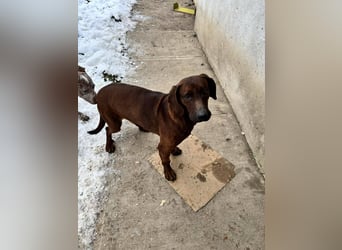 Gentleman Mexi ist bereit für seine Familie