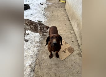 Gentleman Mexi ist bereit für seine Familie