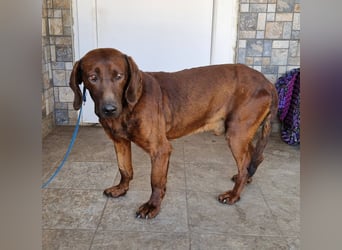 Gentleman Mexi ist bereit für seine Familie