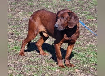 Gentleman Mexi ist bereit für seine Familie