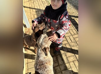 Gentleman Mexi ist bereit für seine Familie