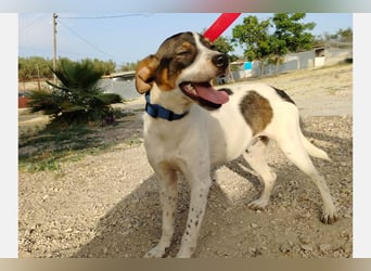 Dante (TO) Ein wundervoller kleiner Hund zum knutschen