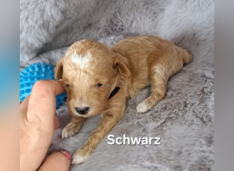 Maltipoo Welpen